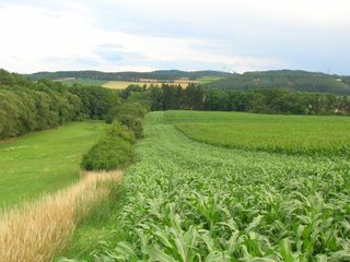 Kukuřice 2012 - obrázek 3